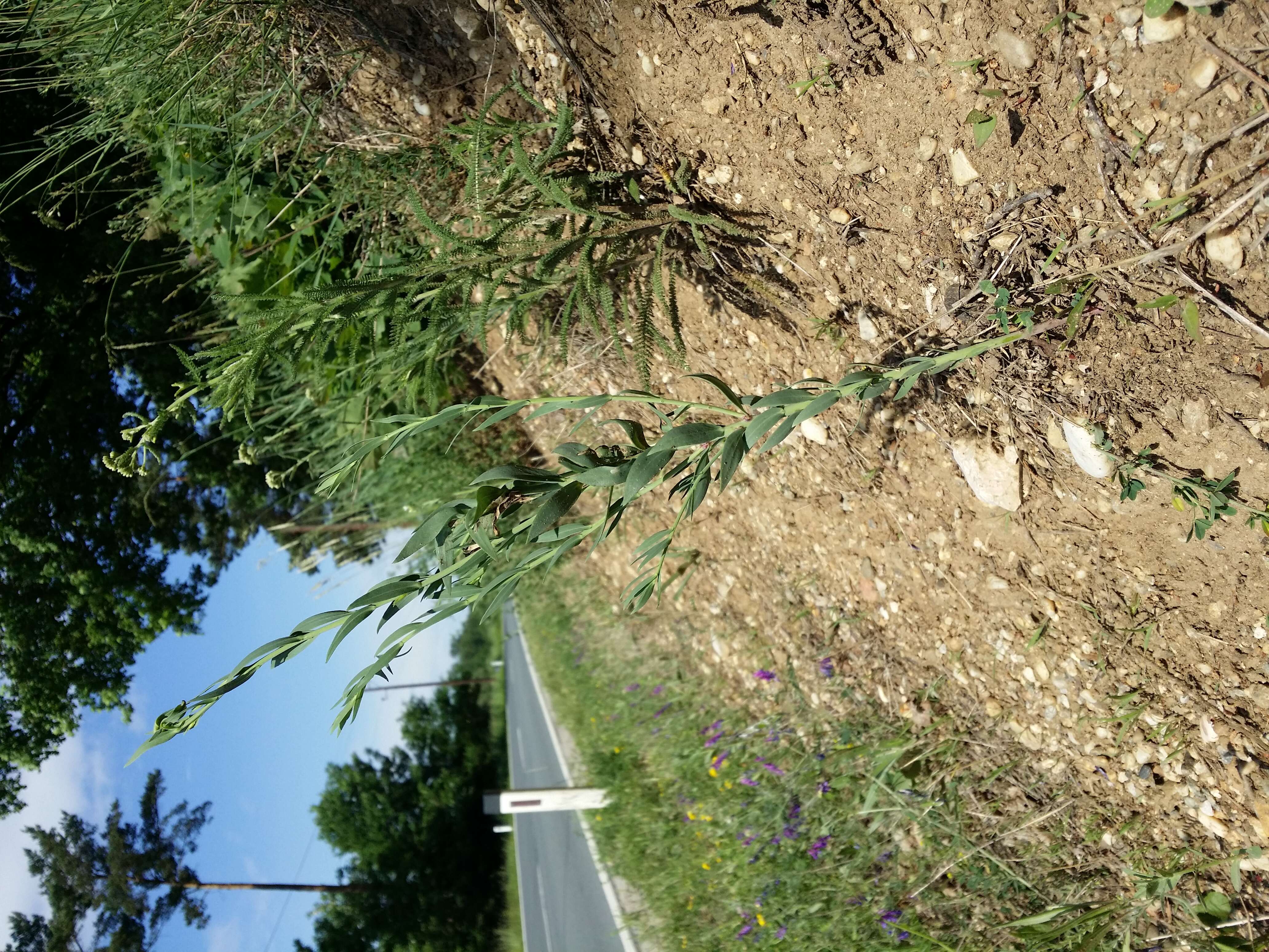 Image of broomleaf toadflax