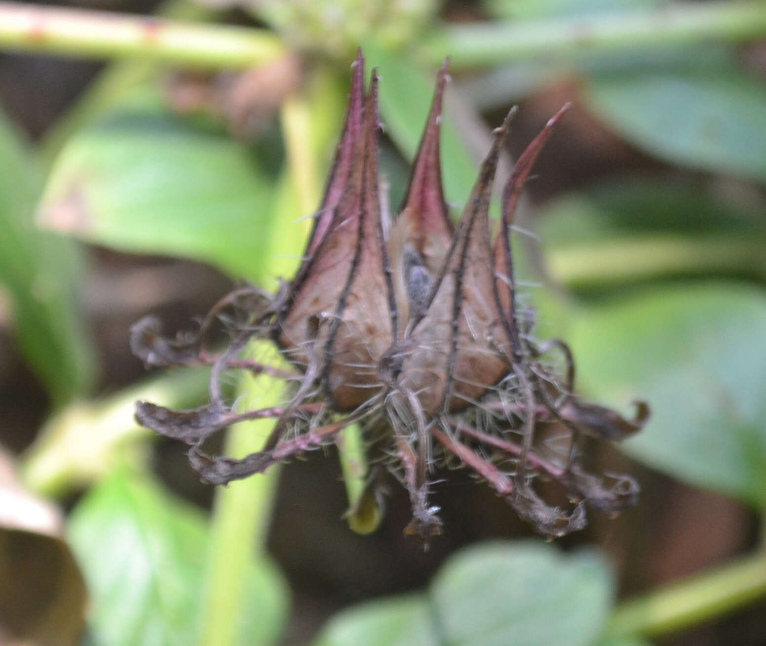 Image of Prickly hibiscus creeper