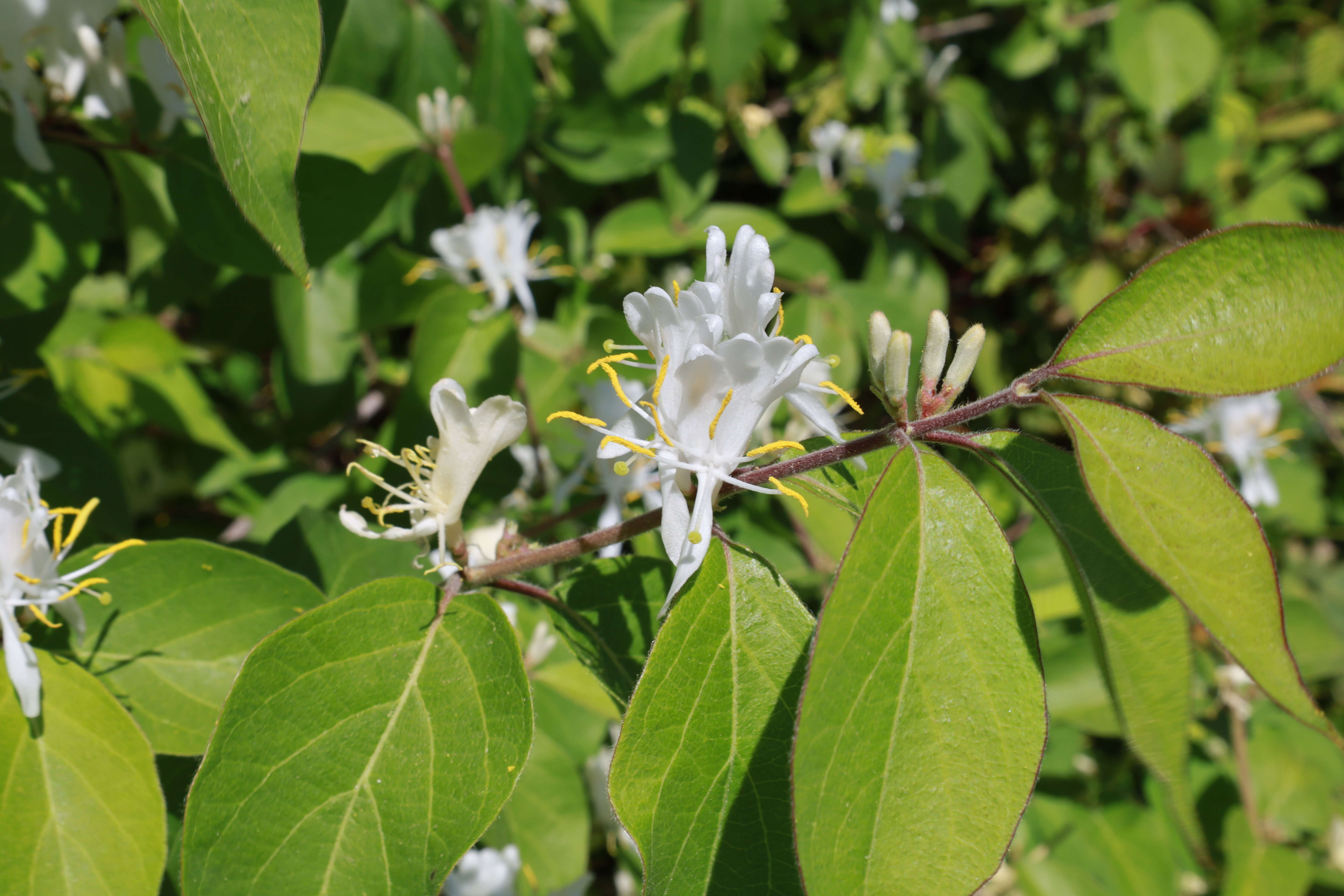 Image of Amur honeysuckle