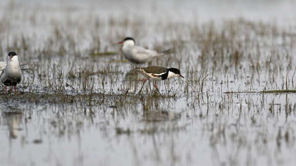 Image of Whiskered Tern