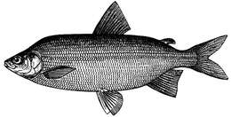 Image of Peipsi whitefish
