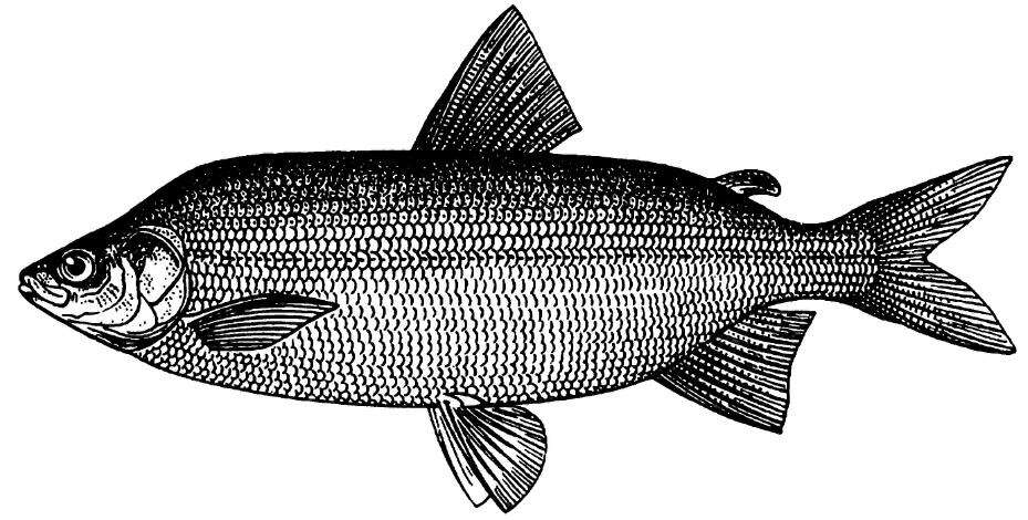 Image of Peipsi whitefish