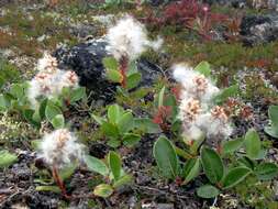 Image of arctic willow