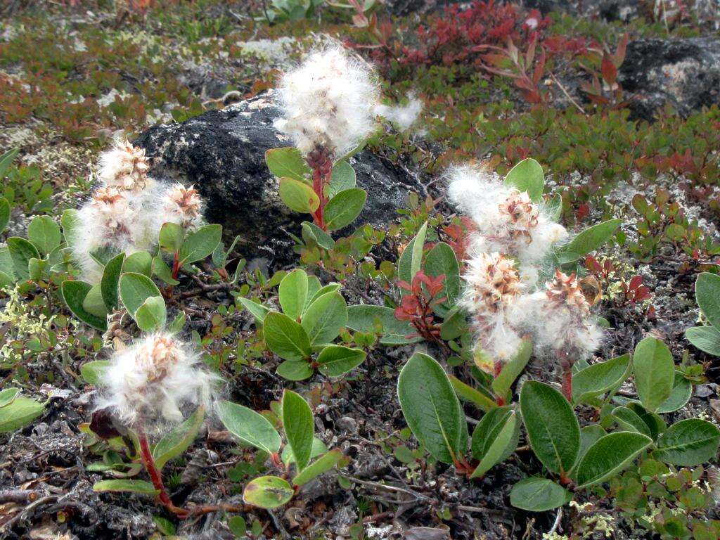 Image of arctic willow