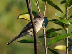 Image of Pale-bellied Mourner