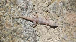 Image of San Lucan  Gecko