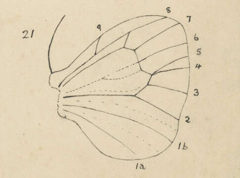 Image of Liothula