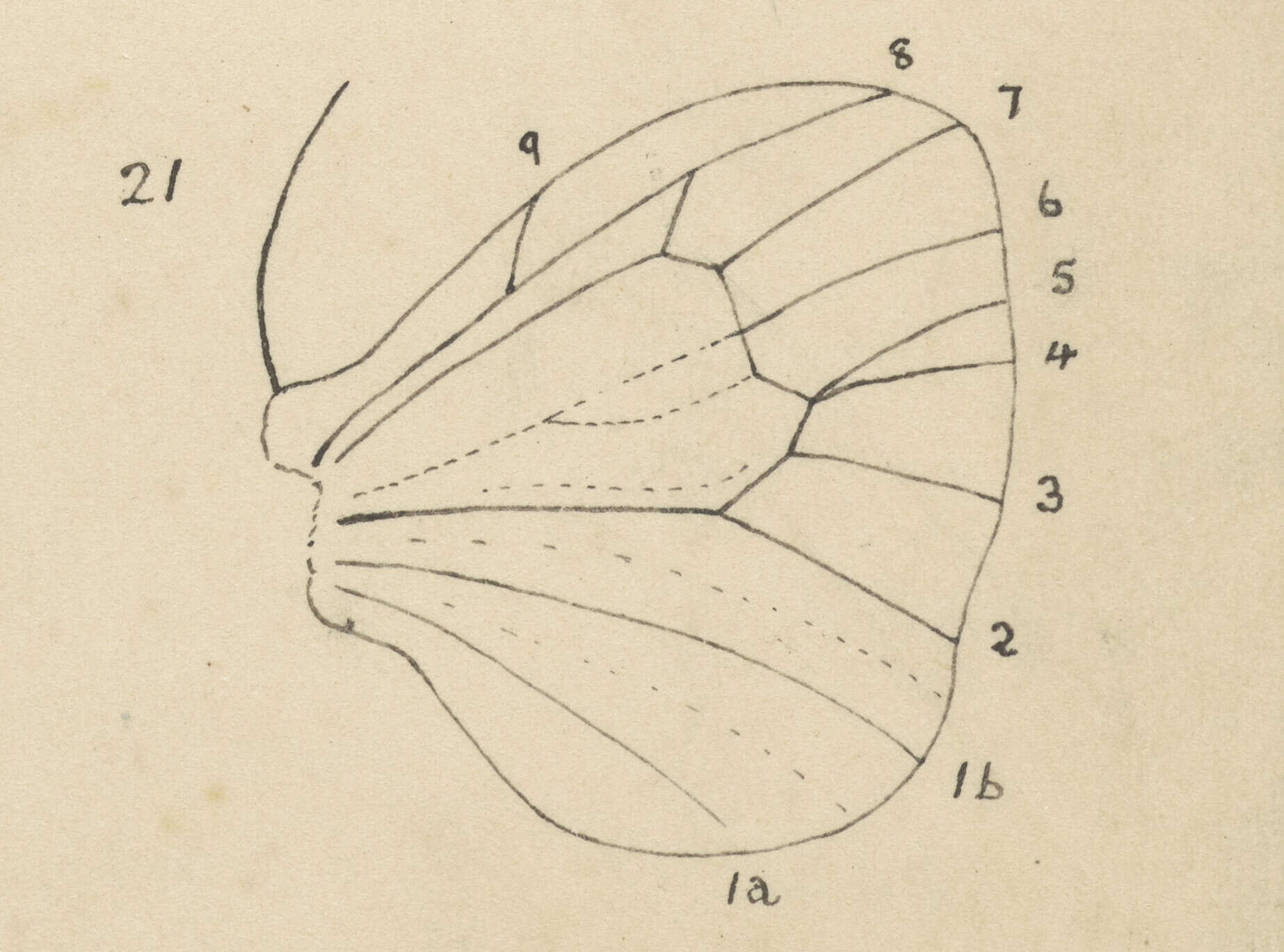 Image of Liothula omnivora Fereday 1878