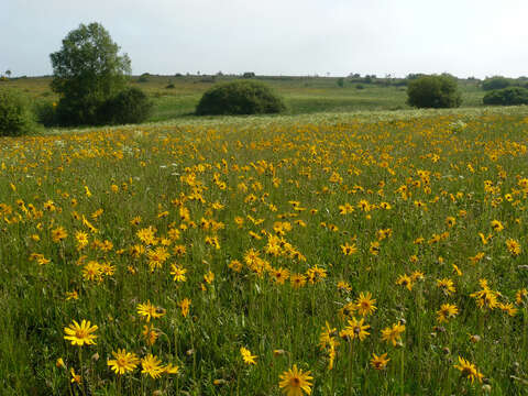 Image of mountain arnica