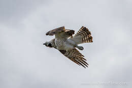 Image of ospreys