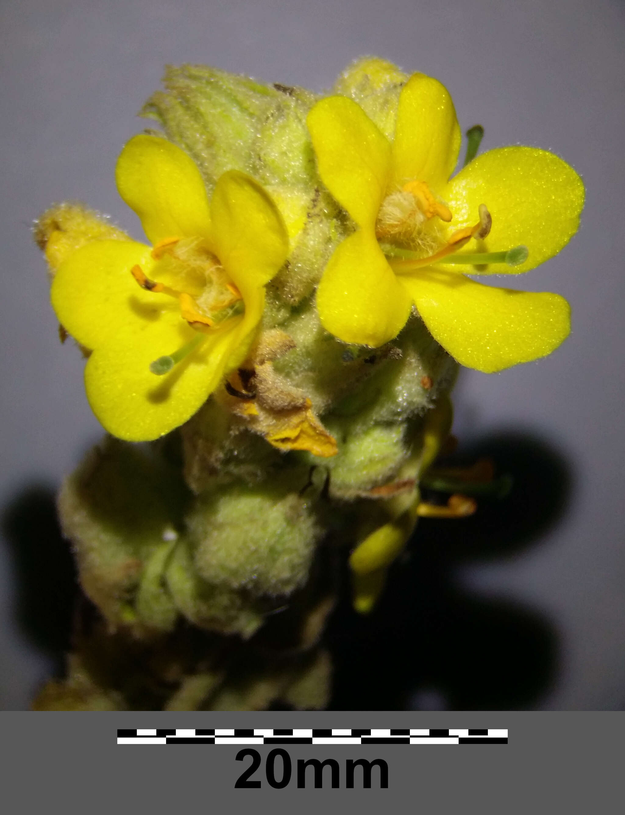 Image of Great Mullein