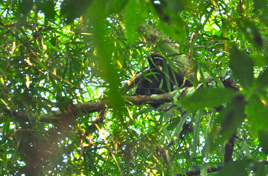 Image of Hoolock Gibbon