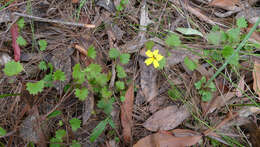 Image of Goodenia rotundifolia R. Br.