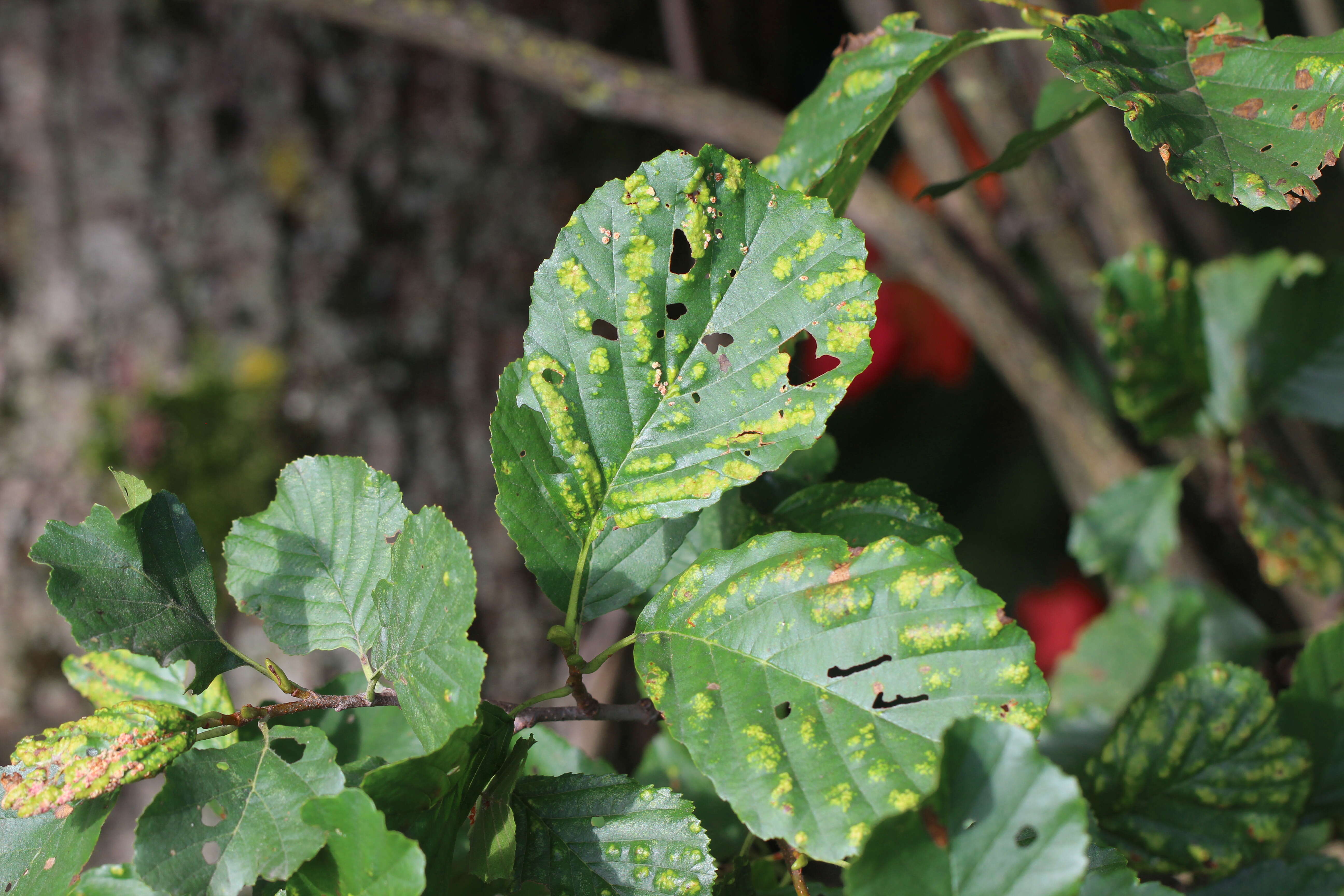 Image of Acalitus brevitarsus