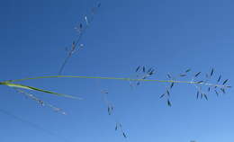 Image of Australian lovegrass