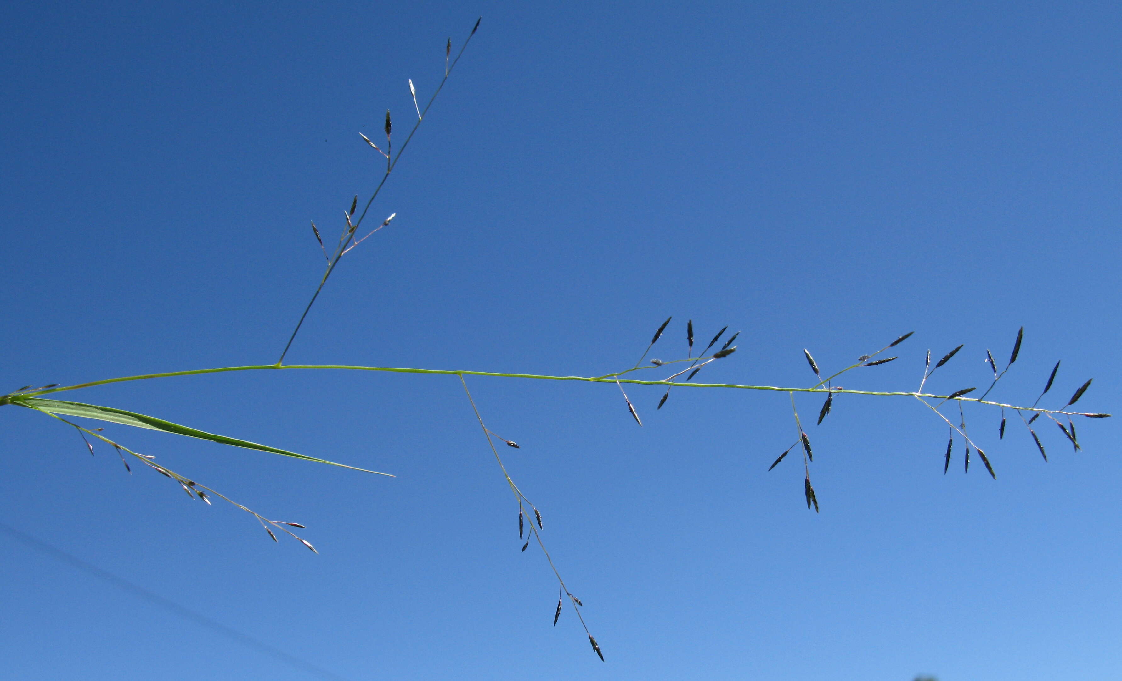 Image of Australian lovegrass