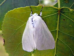 Image of White Satin Moth