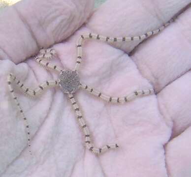 Image of Reticulated brittle star