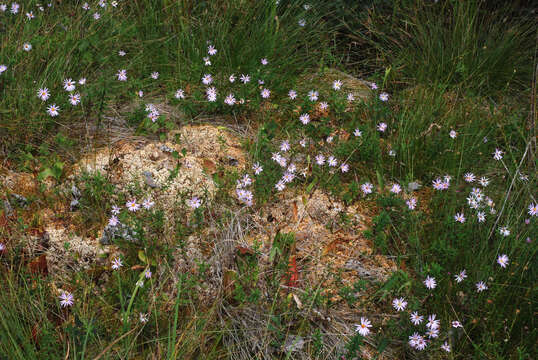 Image of bog aster