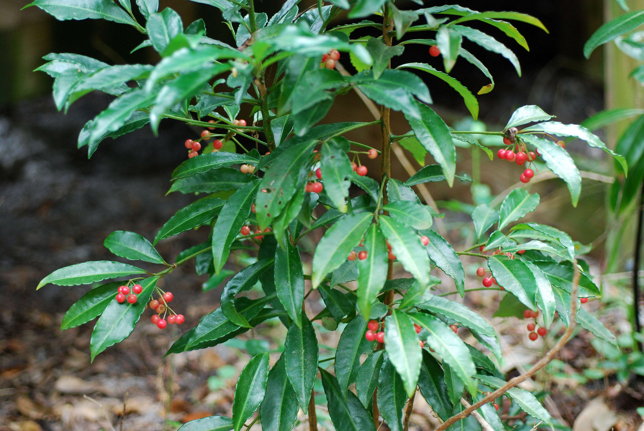 Plancia ëd Ardisia crenata Sims