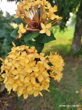 Image of ixora