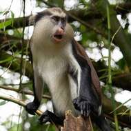 Image of Mona Guenon