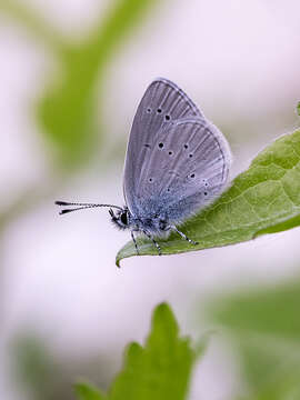 Image of small blue