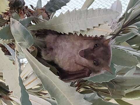 Image of Blossom Bats