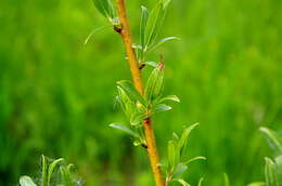 Image of Almond-leaved Willow