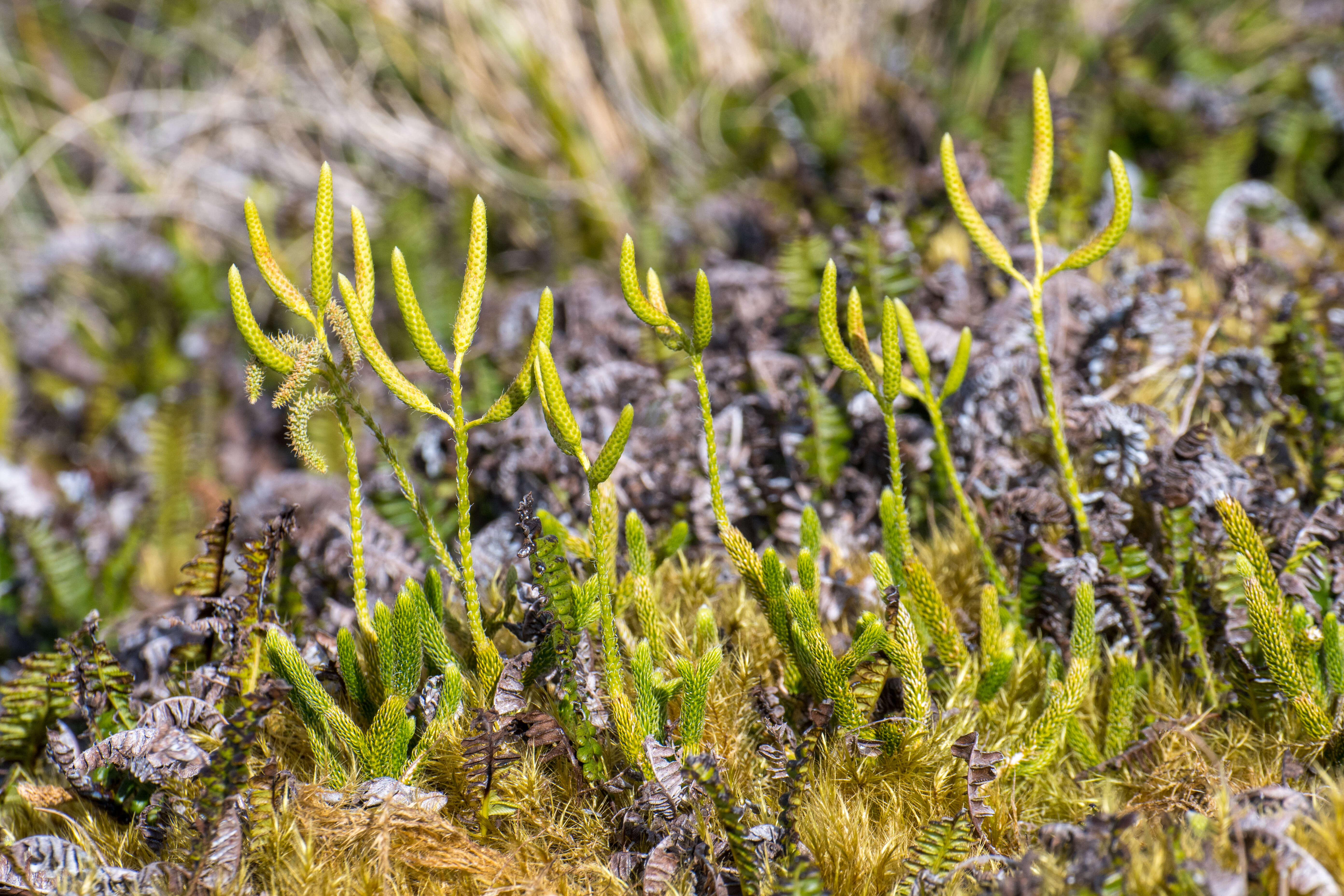 Image of Stag's-horn Clubmoss