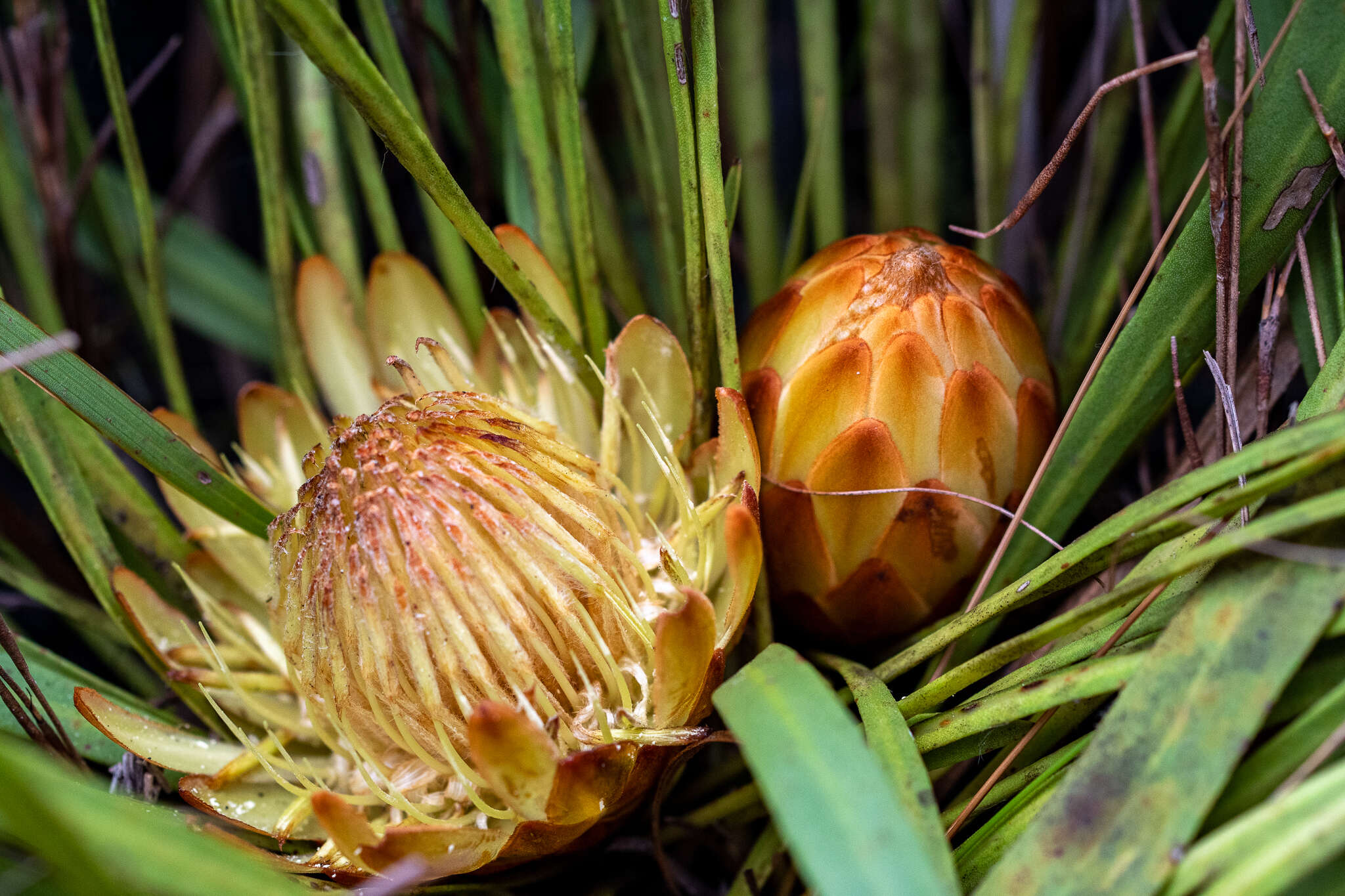 Imagem de Protea scabra R. Br.