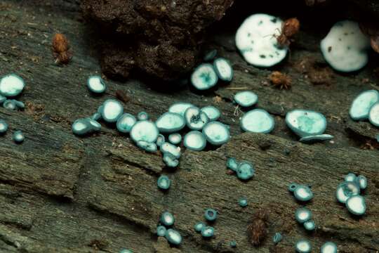 Image of Chlorociboria aeruginosa (Oeder) Seaver ex C. S. Ramamurthi, Korf & L. R. Batra 1958