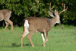 Plancia ëd Odocoileus hemionus columbianus (Richardson 1829)