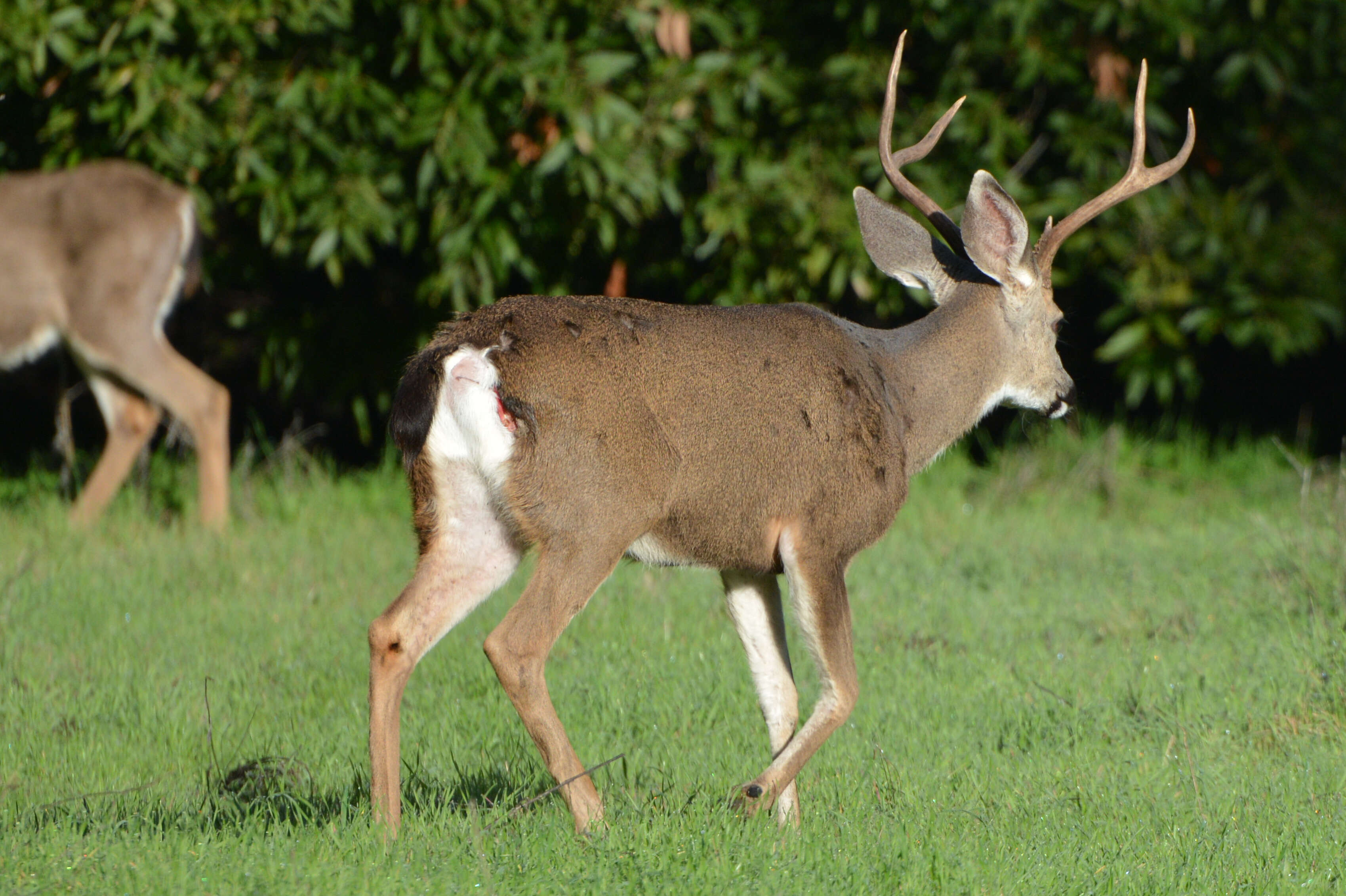 Image of Columbian black-tailed deer