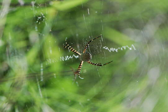 Image of Banded Argiope