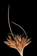 Image of brownish beaksedge