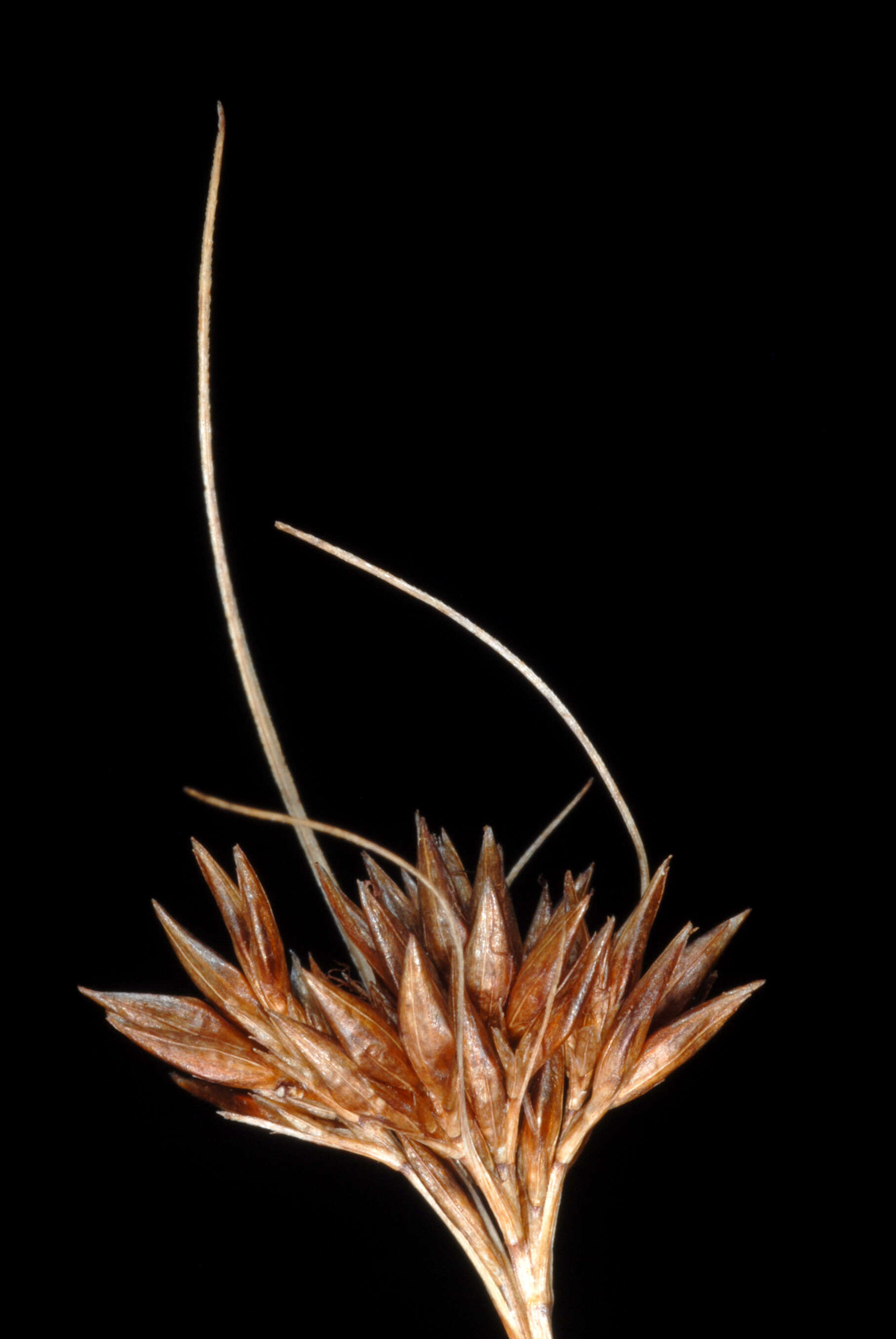 Image of brownish beaksedge