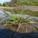 Plancia ëd Isolepis producta (C. B. Clarke) K. L. Wilson