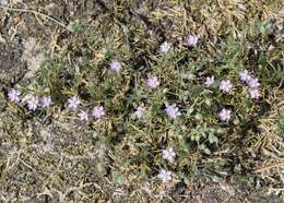 Image of red sandspurry