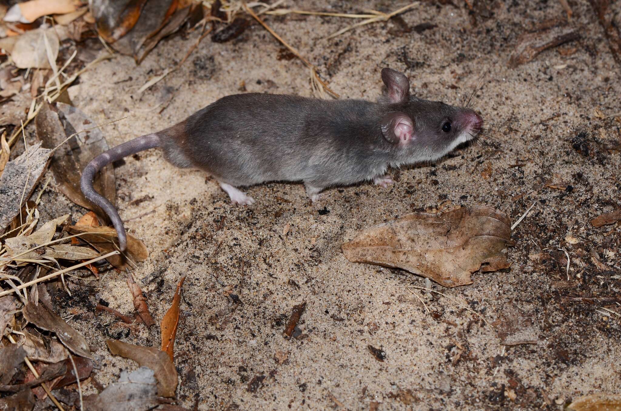 Image of long-tailed pouched rat