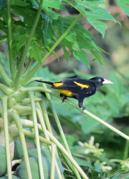 Image of Yellow-rumped Cacique