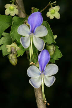 Image of Blue cat's whiskers