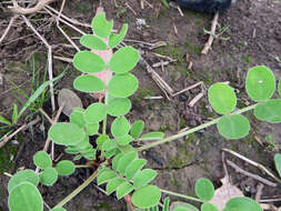 Plancia ëd Hedysarum coronarium L.