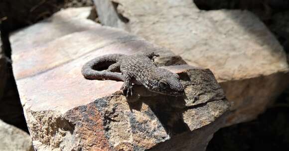 Image of Uruguay Marked  Gecko