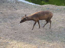 Image of Philippine Brown Deer