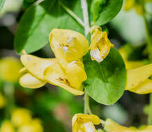 Image of Common Laburnum