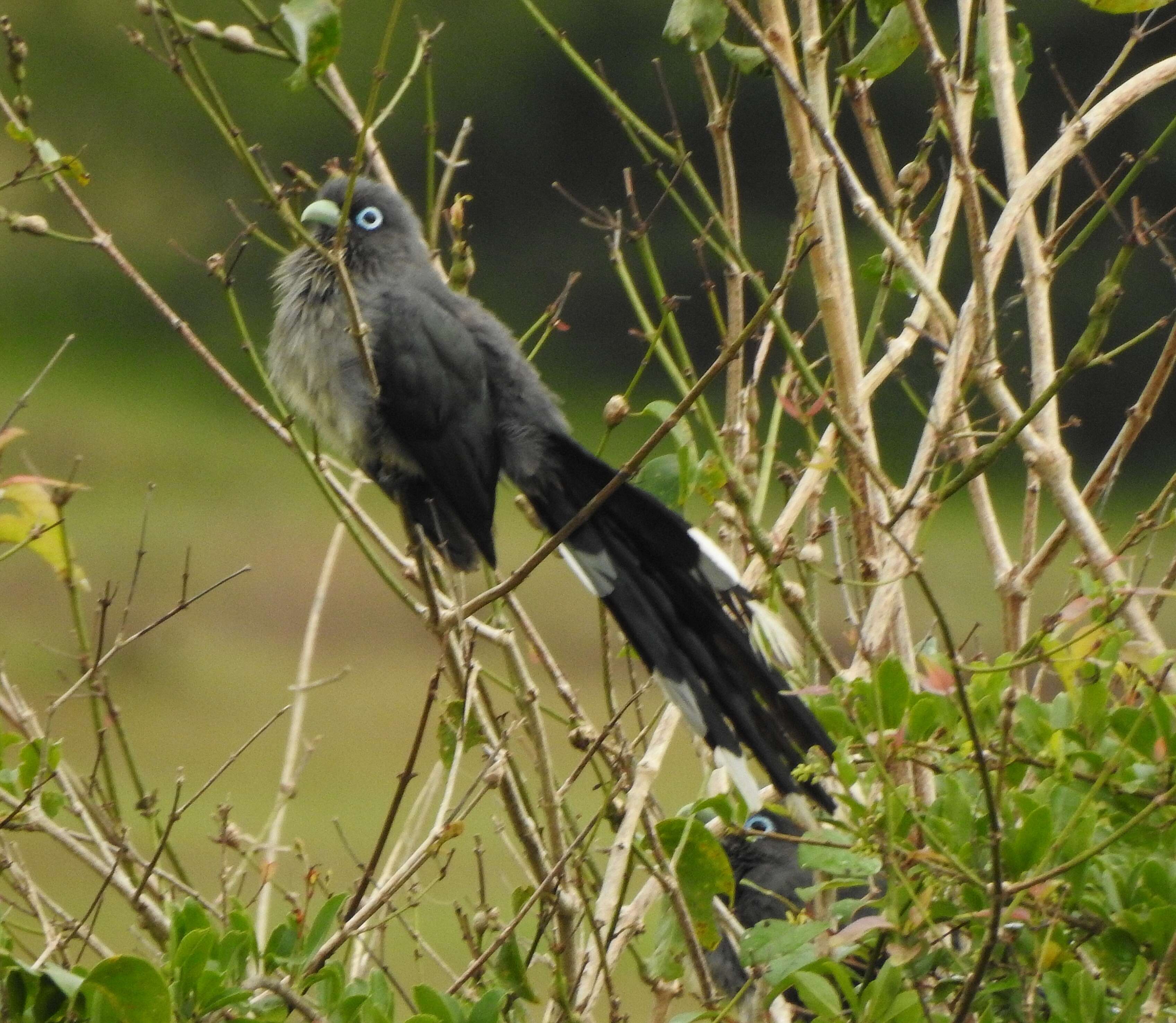 Plancia ëd Phaenicophaeus viridirostris (Jerdon 1840)