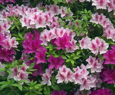 صورة Rhododendron pulchrum Sweet