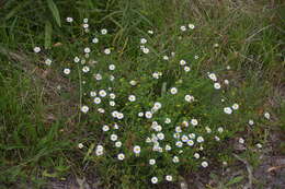 Image of bracted strawflower