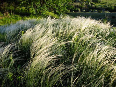 Plancia ëd Stipa lessingiana Trin. & Rupr.